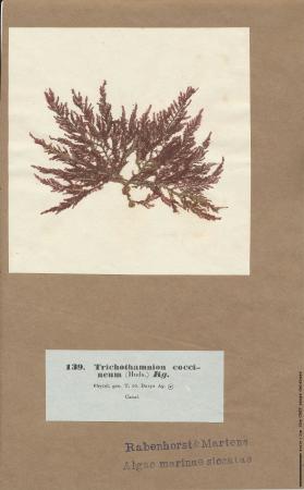 Heterosiphonia plumosa.jpg
